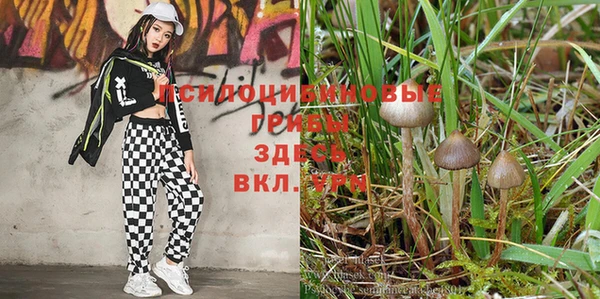 спиды Богородицк